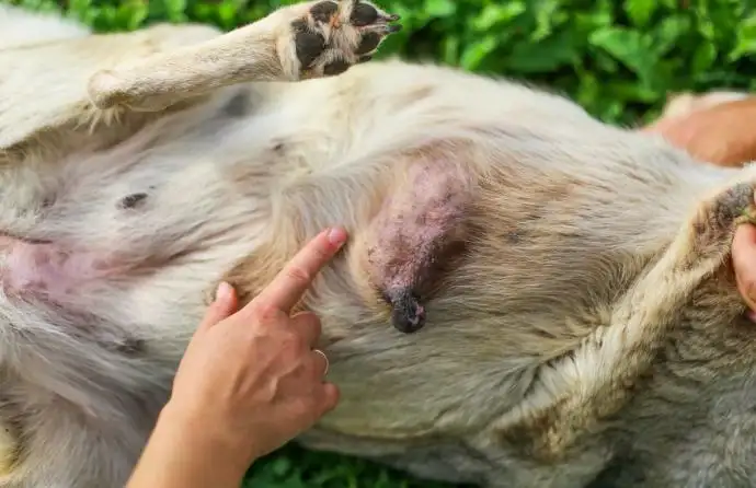 Can Dogs Get Breast Cancer? Symptoms, Treatment, Prevention, and What Every Dog Owner Should Know