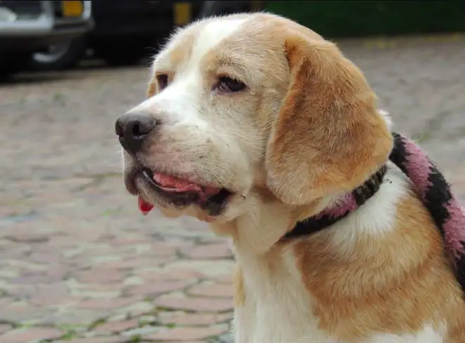 Dog Cancer Signs of Dying: A Complete, Compassionate Guide for Pet Owners