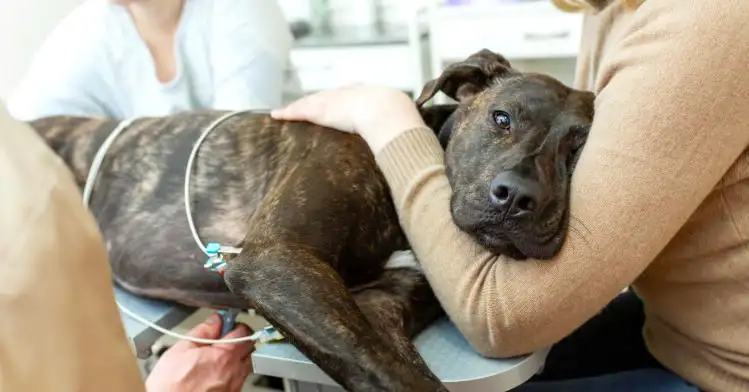 Dog Liver Cancer Life Expectancy: Understanding Prognosis, Treatment