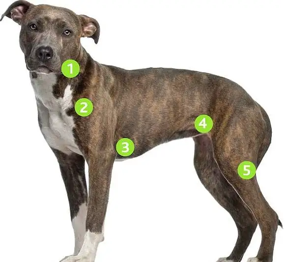 Lymph Node Cancer in Dogs – Complete Guide to Causes, Symptoms, Diagnosis, and Treatment