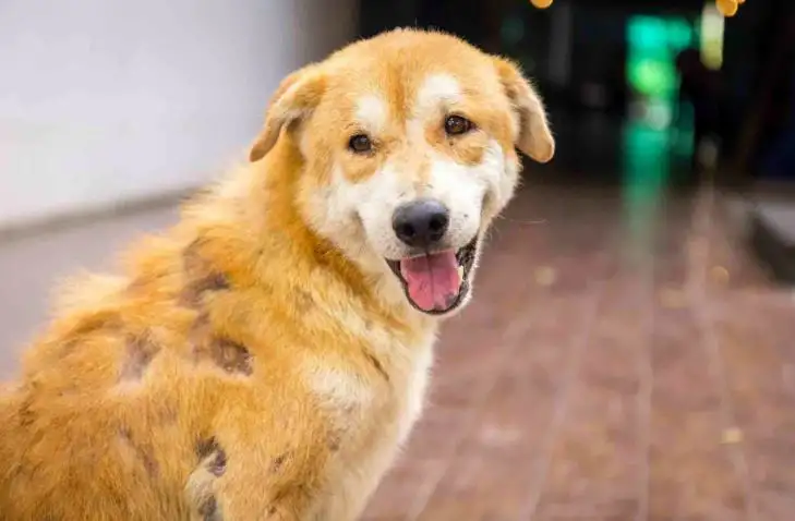 Type of Cancer in Dogs: Complete Guide to Symptoms, Treatment, and Prevention